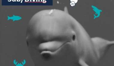 Incontri di biologia marina per Centri Sub/Diving